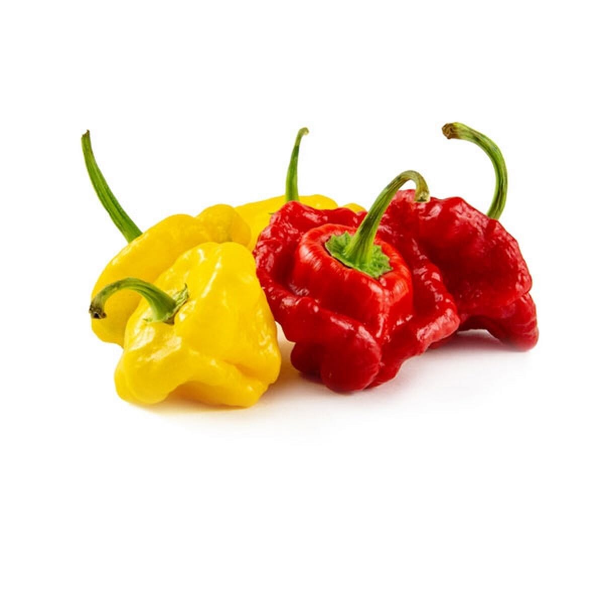 Scotch Bonnet Pepper (Nai Miris)